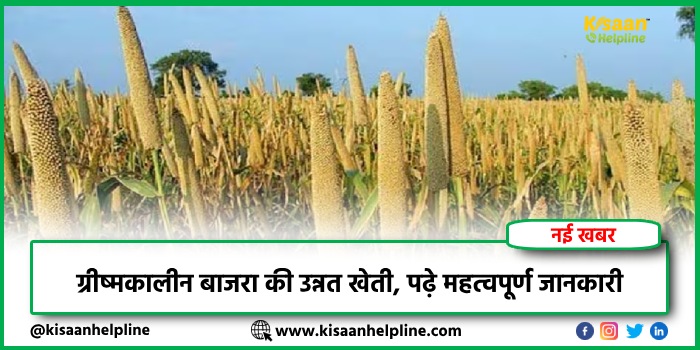 ग्रीष्मकालीन बाजरा की उन्नत खेती, पढ़े महत्वपूर्ण जानकारी